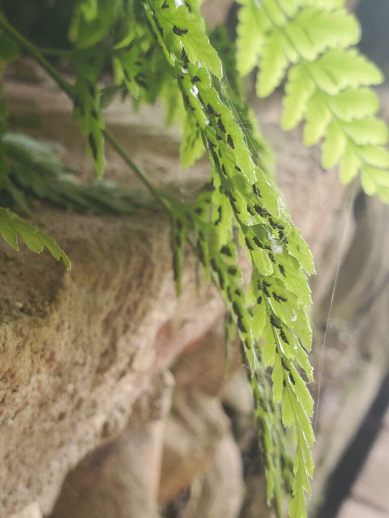 Asplenium onopteris 20230703 768x1024
